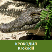 Card number 16 